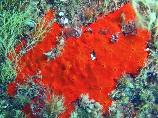  Crambe crambe (Bumpy Encrusting Sponge)